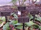 Hendon Cemetary Plaques, London